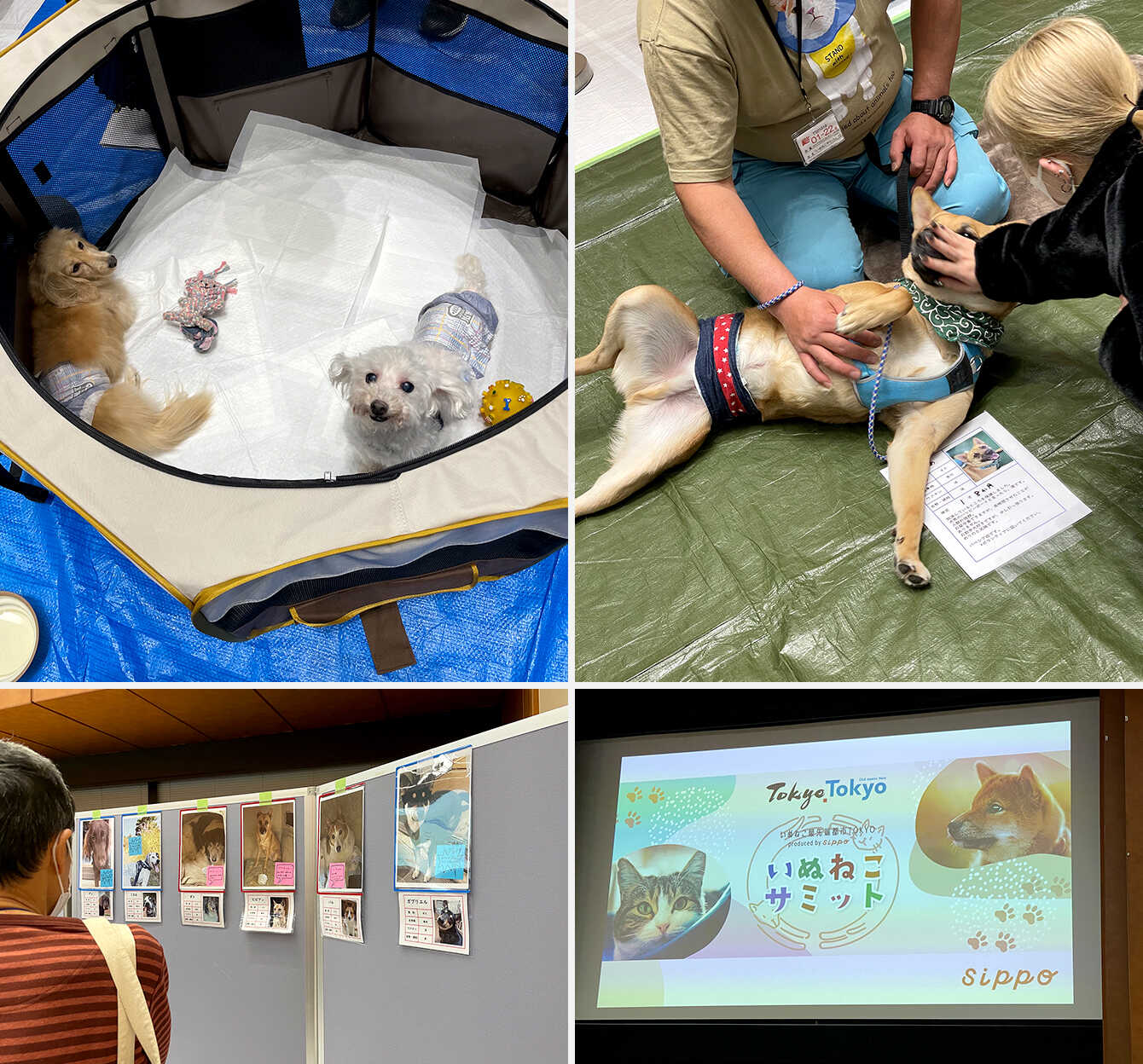 いぬねこ最先端都市TOKYO～いぬねこサミット～ イメージ11