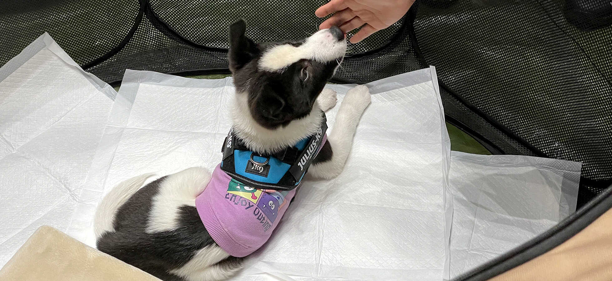 いぬねこ最先端都市TOKYO～いぬねこサミット～ キービジュアル