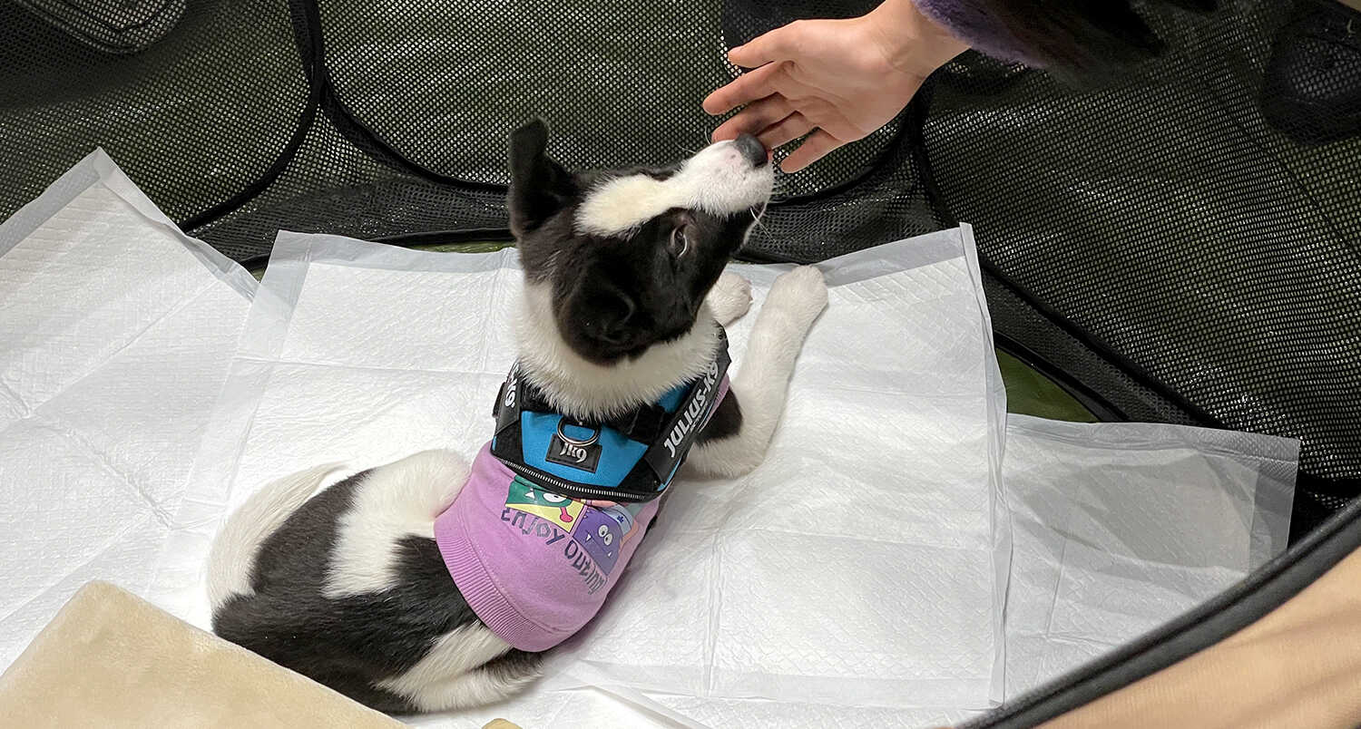 いぬねこ最先端都市TOKYO～いぬねこサミット～ キービジュアル