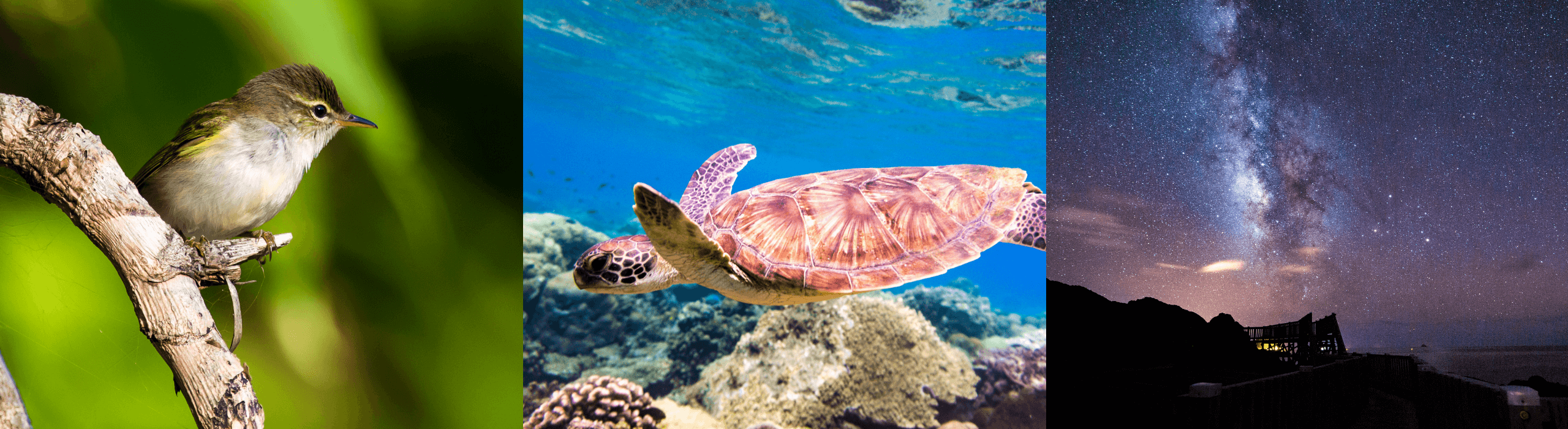 島しょ地域のサステナブルな旅 メインビジュアル