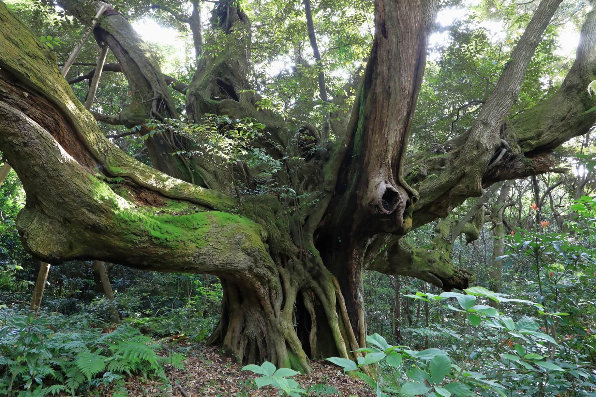島しょ地域のサステナブルな旅 イメージ3