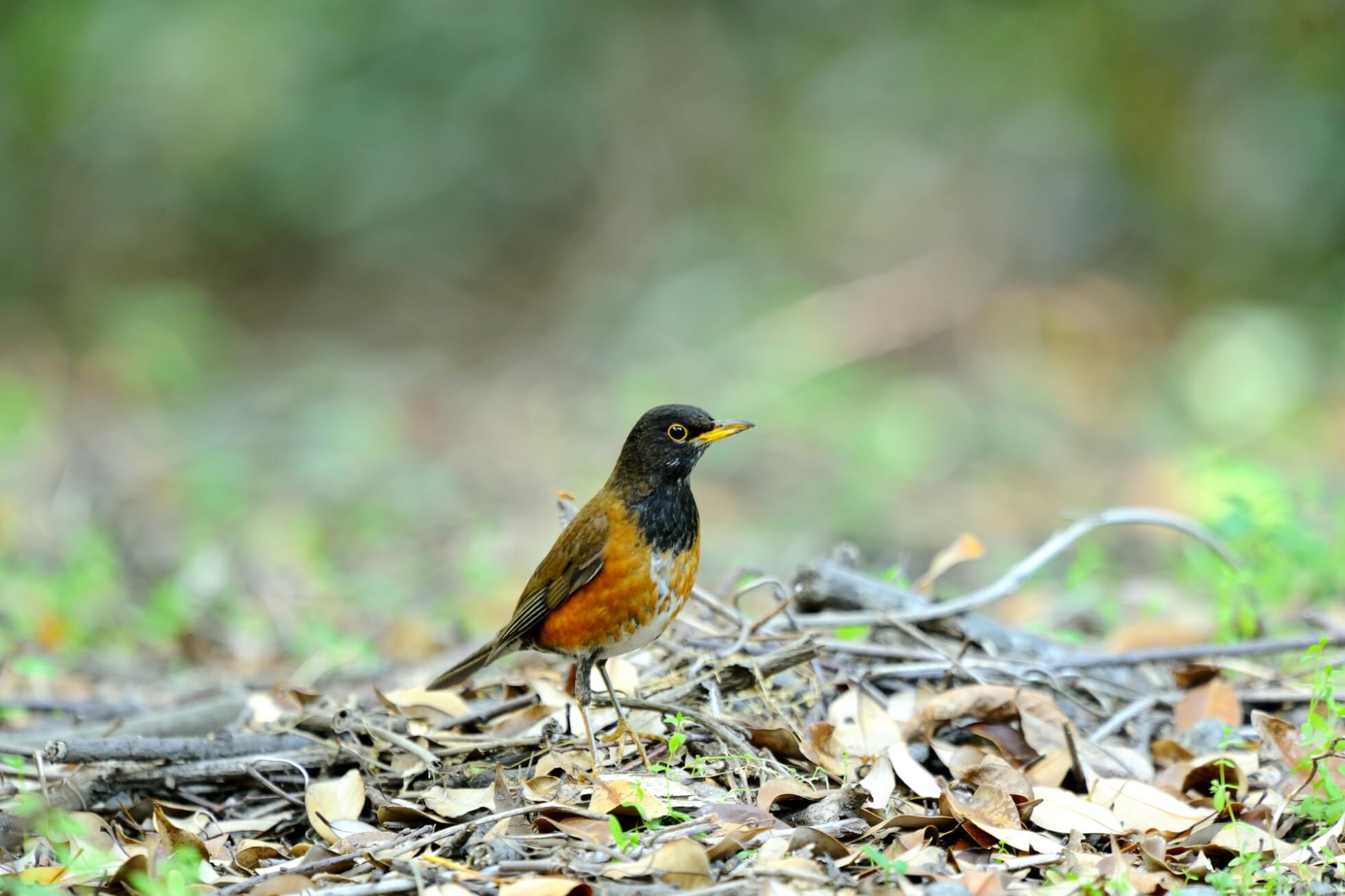 島しょ地域のサステナブルな旅 イメージ6