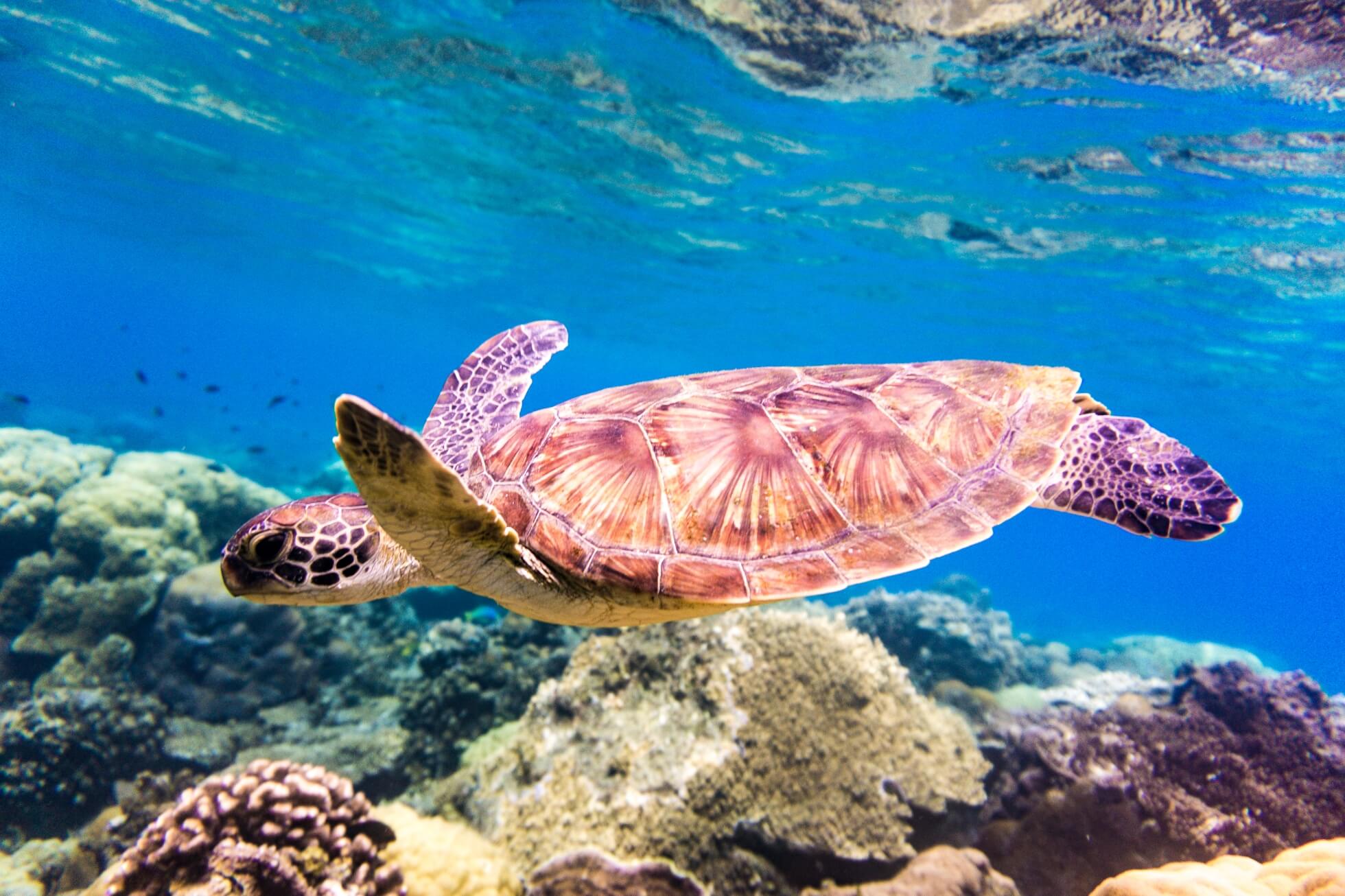 島しょ地域のサステナブルな旅 イメージ1