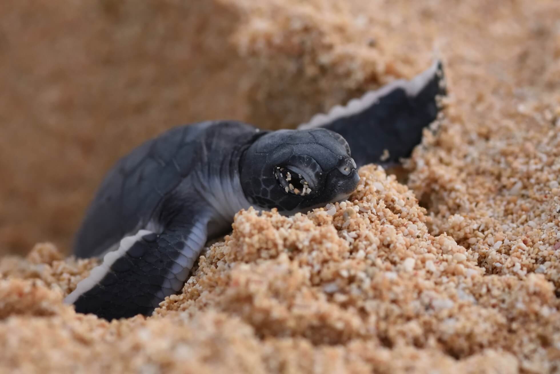 島しょ地域のサステナブルな旅 イメージ5