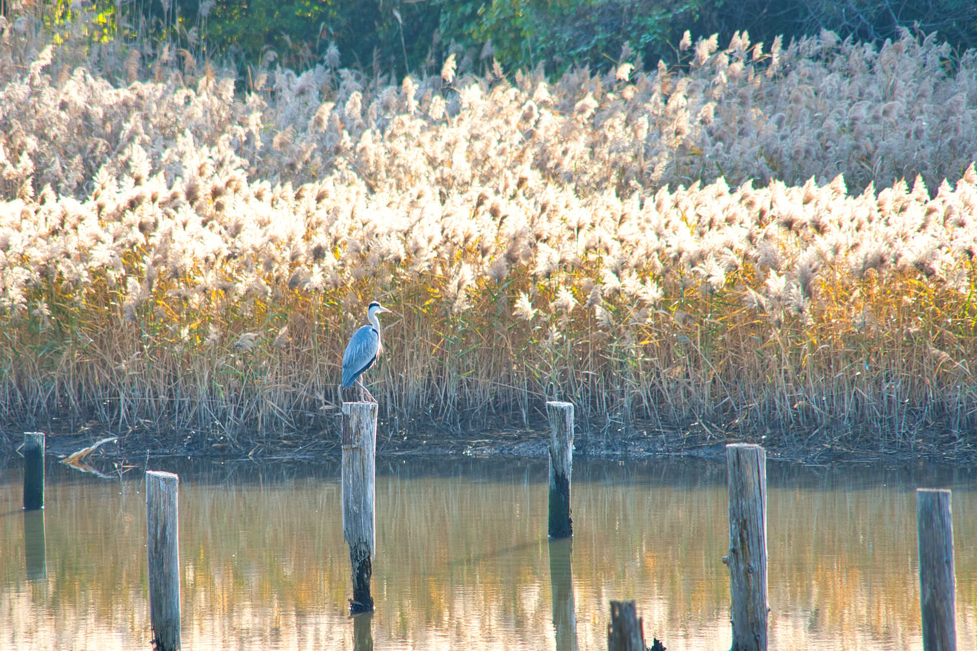 東京ベイエリア、サステナブルな海辺のまちづくり イメージ12